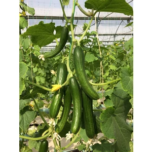 بذر خیار گلخانه ای