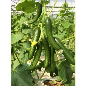 بذر خیار گلخانه ای پر گل