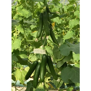 بذر خیار گلخانه ای گالاردو