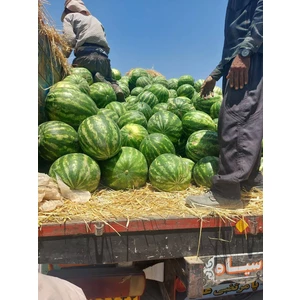 بذر هندوانه رولکس