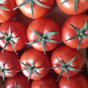 گوجه فرنگی گلخانه ای والنسیا