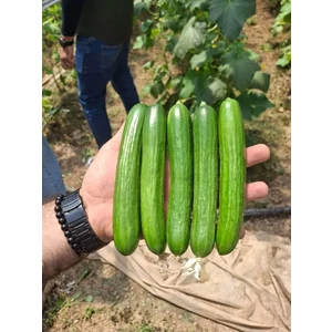 بذر خیار باشا