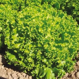 بذر کاهو فرانسوی سبز (کاهو فر سبز، لولو بیوندا) پاکت 5000 عددی