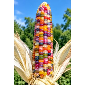 glass gem corn