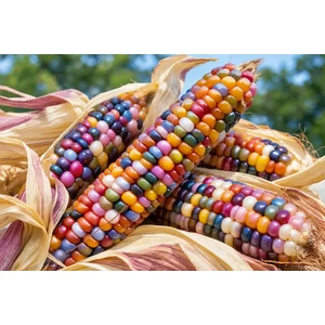 glass gem corn 2