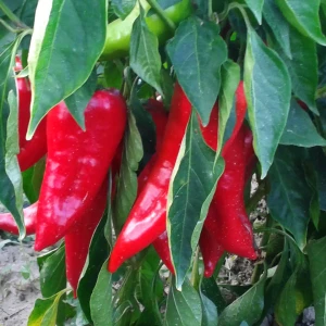بذر فلفل کاپی (مخصوص کشت تجاری)
