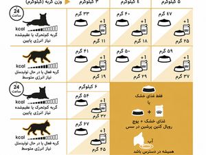 غذای خشک گربه پرشین بالغ رویال کنین مدل Persian Adult