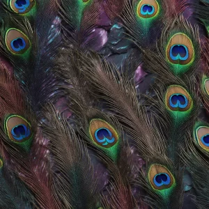 راز پر طاووس (Secret of the Peacock Feather)