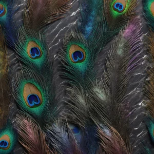 راز پر طاووس (Secret of the Peacock Feather)