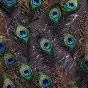 راز پر طاووس (Secret of the Peacock Feather)