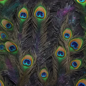 راز پر طاووس (Secret of the Peacock Feather)