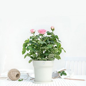Xiaomi Huahua Cao Cao Smart Flower Pot