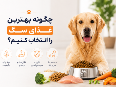 راهنمای انتخاب غذای سگ