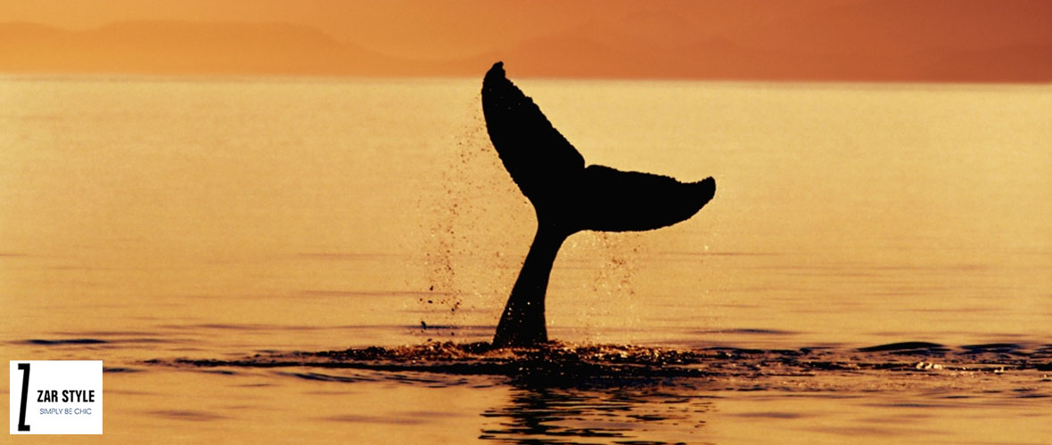 دم وال (Whale Tail)
