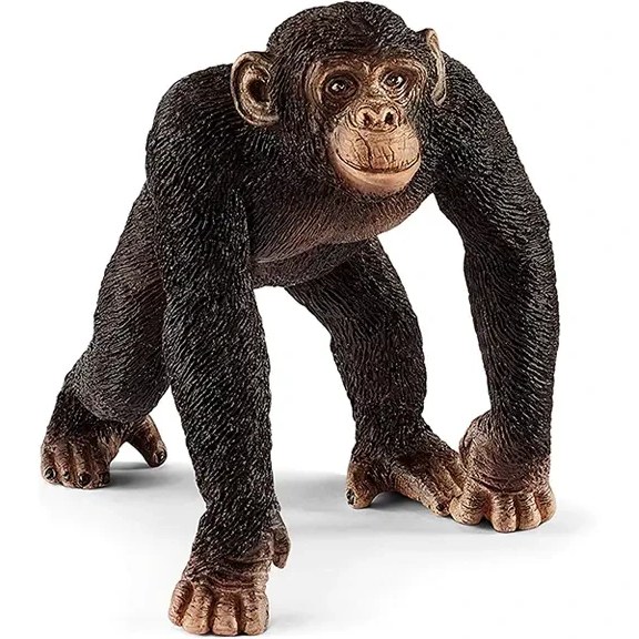 فیگور مدل شامپانزه نر Chimpanzee male