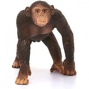 فیگور مدل شامپانزه نر Chimpanzee male