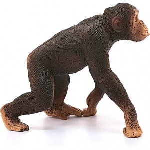 فیگور مدل شامپانزه نر Chimpanzee male