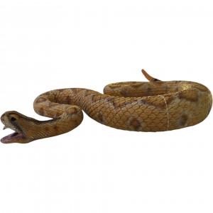 فیگور مار زنگی غربی بزرگ گوشتی