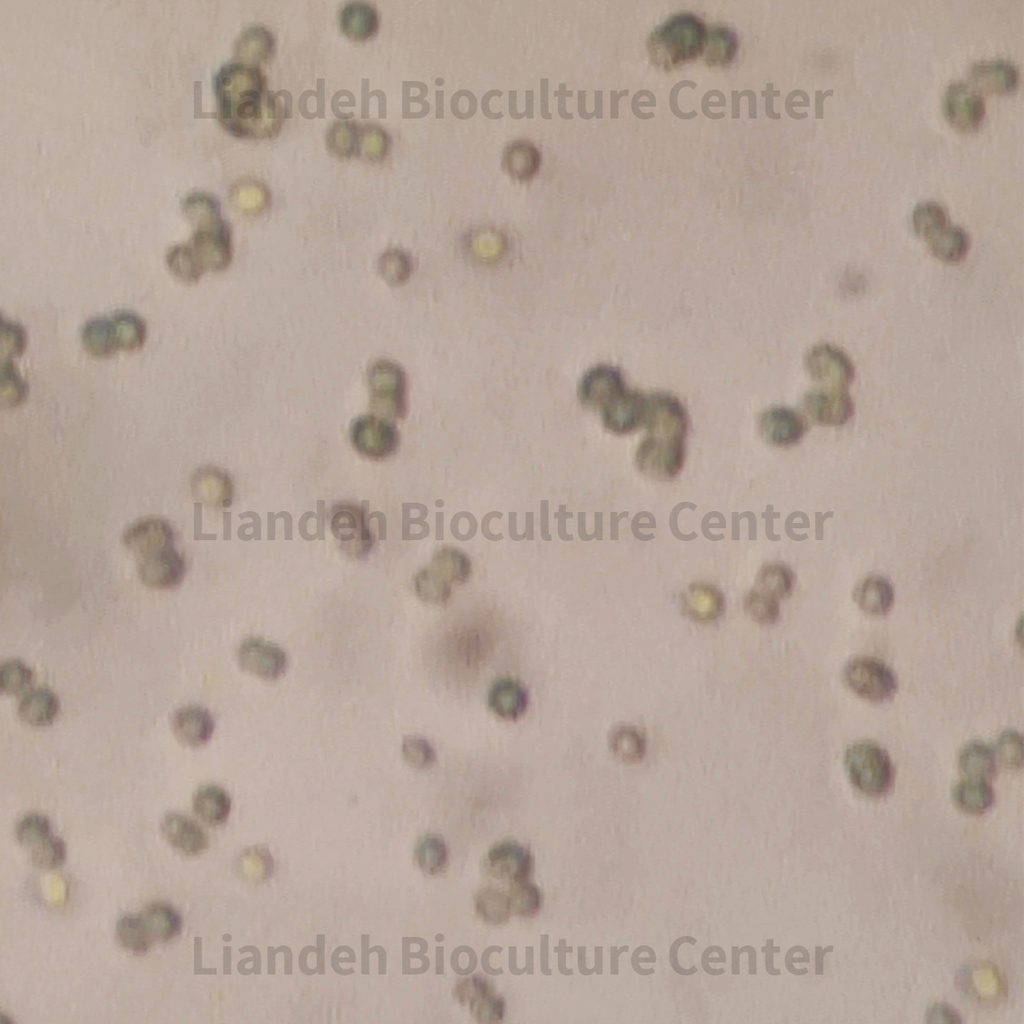Nannochloropsis spp - LBC7720641