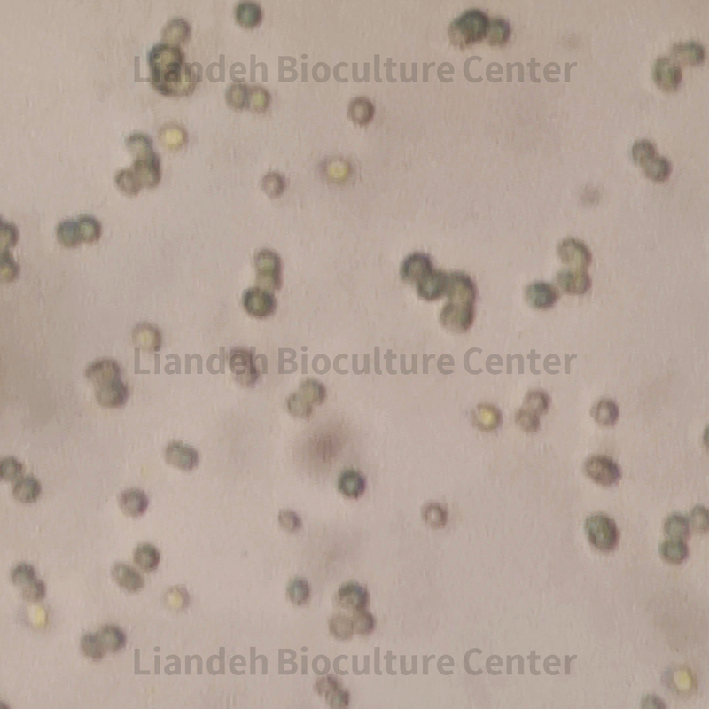   Nannochloropsis spp - LBC7720641