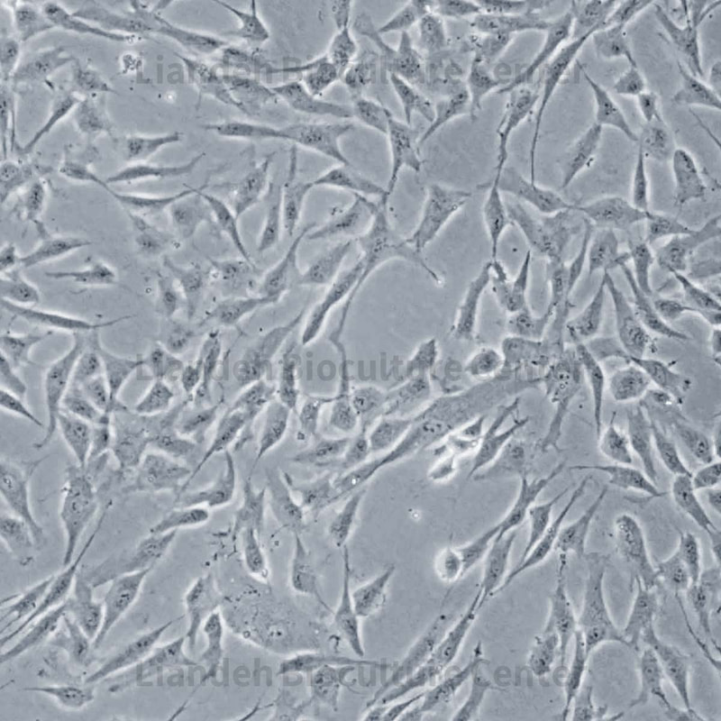 HUC-MSCs