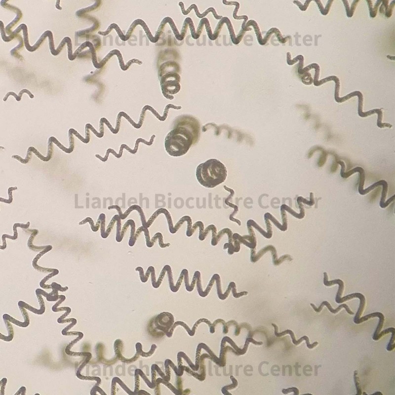 Arthrospira platensis - LBC7810228
