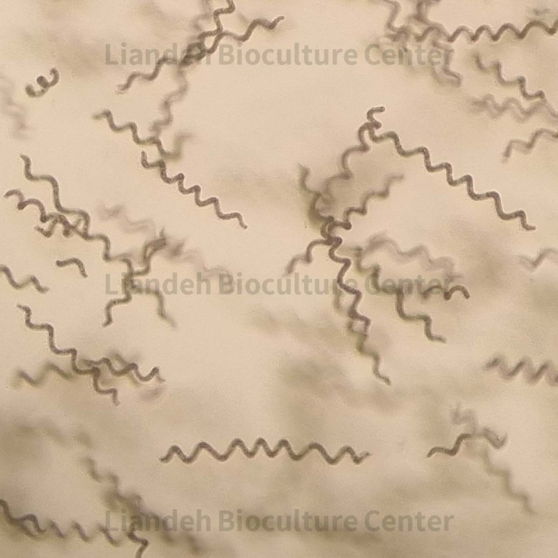 Arthrospira platensis - LBC7720594