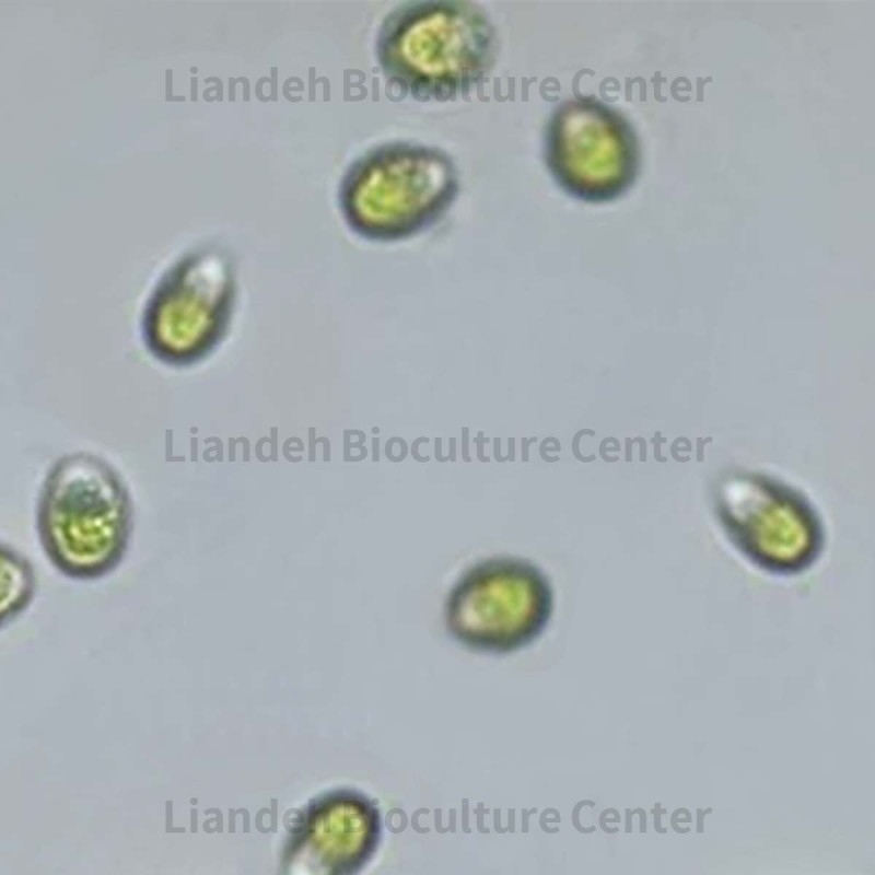 Dunaliella salina - LBC7811188