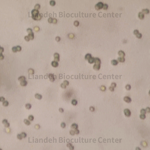   Nannochloropsis spp - LBC7720641