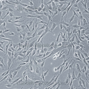 HUC-MSCs