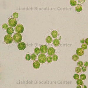 Haematococcus pluvialis - LBC7796820