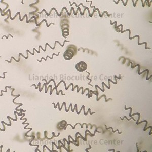 Arthrospira platensis - LBC7810228