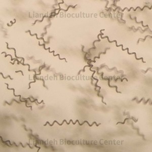 Arthrospira platensis - LBC7720594
