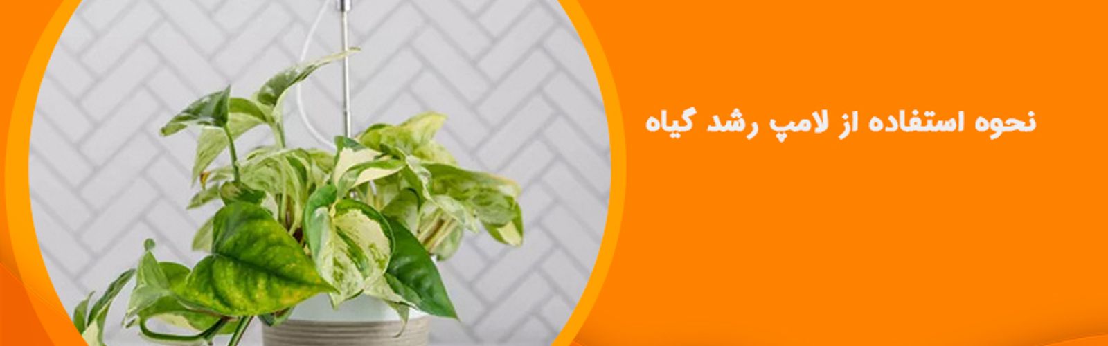 نحوه استفاده از لامپ رشد گیاه