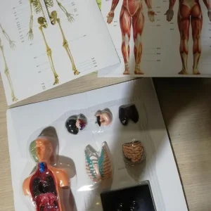 بازی آموزشی مولاژ آناتومی بدن مدل The Human Body 3305