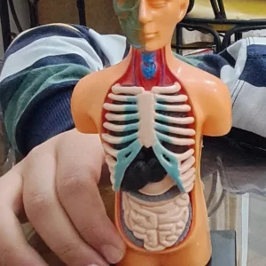 بازی آموزشی مولاژ آناتومی بدن مدل The Human Body 3305