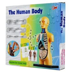 بازی آموزشی مولاژ آناتومی بدن مدل The Human Body 3305