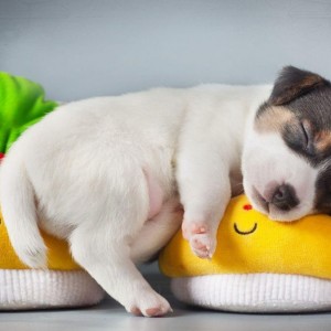 اهمیت جای خواب در آرامش و سلامت حیوانات خانگی