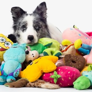 اسباب بازی چه نقشی برای زندگی بهتر حیوانات خانگی دارد؟