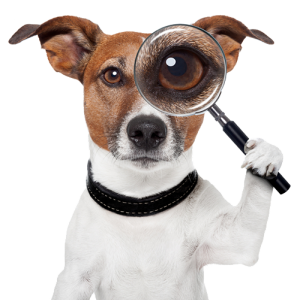 اهمیت رفتارشناسی حیوانات خانگی | شناخت بهتر، زندگی سالم‌تر