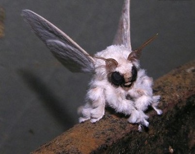 پروانه ايی عجيب همه را شوکه کرد