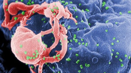 سلول های مهندسی شده برای جستجو و قتل HIV در بافت های زنده