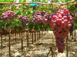 خواص داروئی انگور