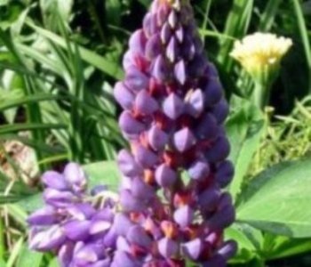 گياه بستنی به نام لوپين