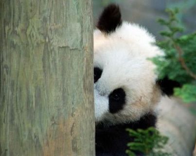 عکسی که چند جايزه بین المللی را از آن خود کرد