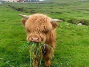 من گاو هستم