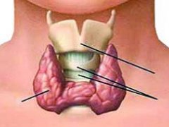 8 نشانه پنهان اختلال در غده تیروئید که از آن بی‌خبرید