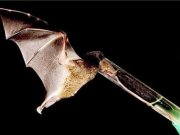 موجودی که زبانش 2برابر خودش است