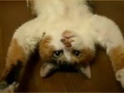 گربه‌ی نابينايی كه آرزو دارد پيانيست شود