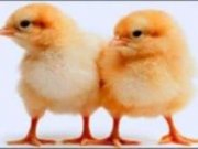 جوجه مرغ ها با هوشتر از کودک انسان